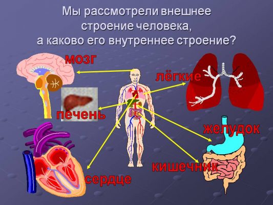 Все органы человека на картинке