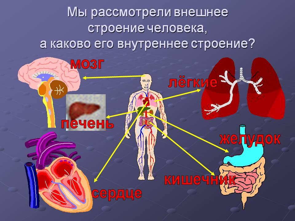 Расположение человеческих органов в теле в картинках спереди