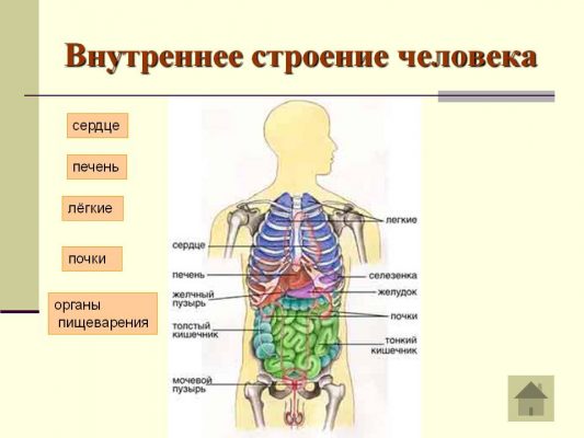 Внутренности человека в картинках где что