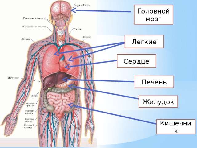 Органы человека расположение с названиями. Строение человека. Строение органов человека. Строение тела человека. Схема внутренних органов.