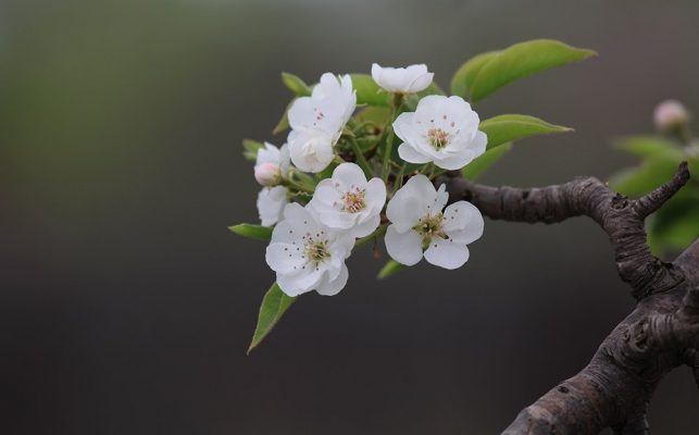 Картинки красивые цветущие деревья