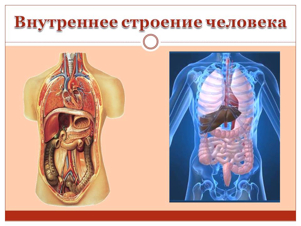 Внутреннее строение человека презентация для дошкольников