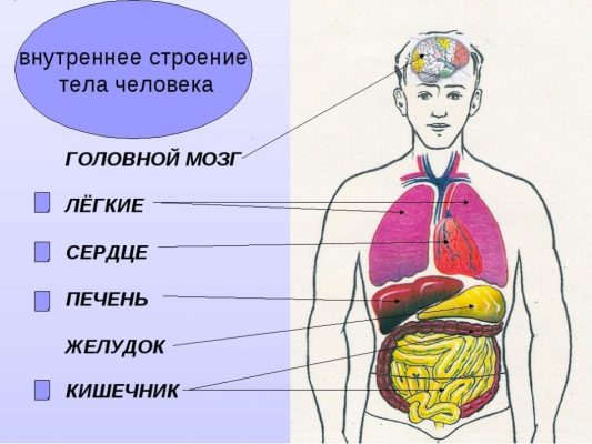 Структура органов человека в картинках