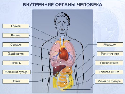 Строение человека внутренние органы в картинках названиями