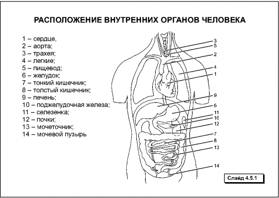 Человеческие внутренние органы в картинках названиями