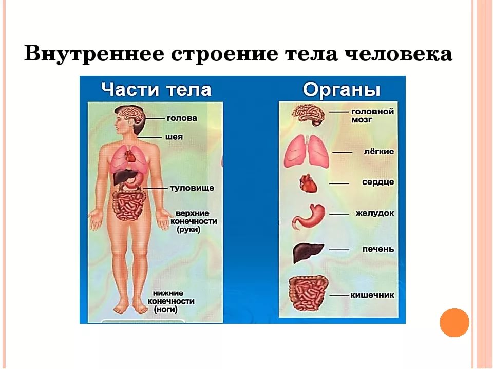 Картинка внутреннее строение человека для детей