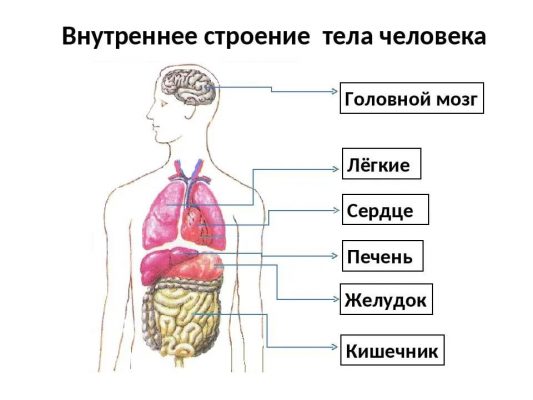 Какая система органов изображена на рисунке