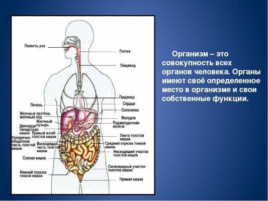 Какая система органов изображена на рисунке