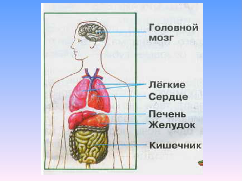 Анатомическое строение человека в картинках внутренних органов