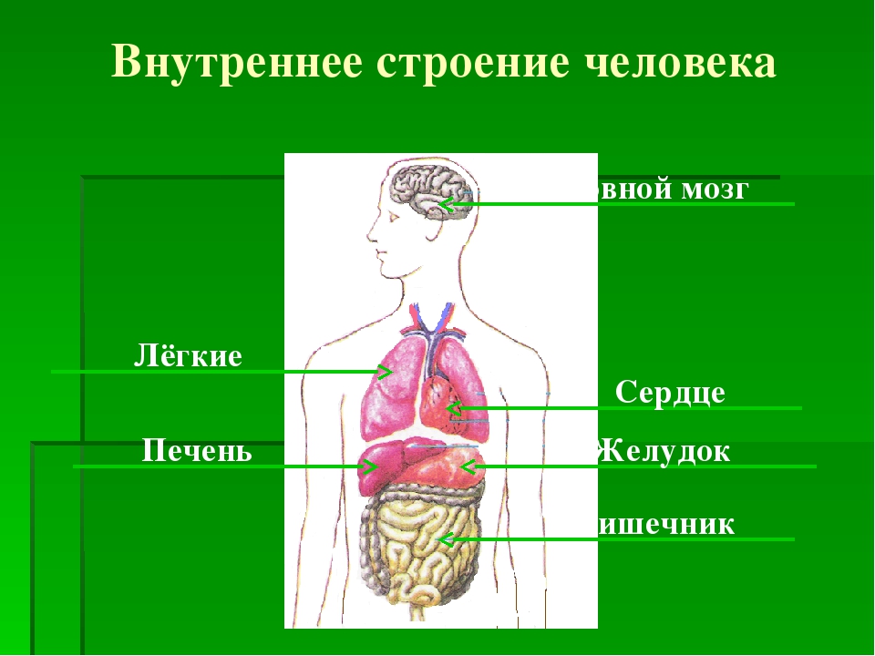 Анатомическое строение человека в картинках внутренних органов