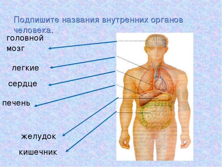 Строение человека внутренние и внешние органы фото с надписями