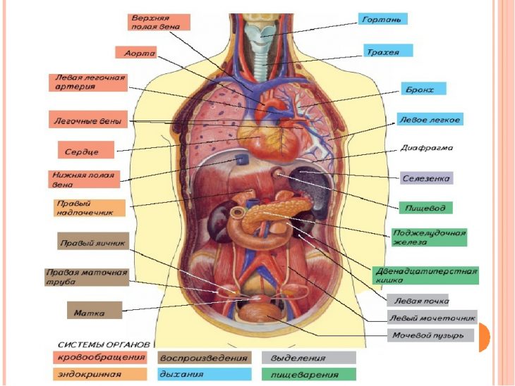 Картинки: Расположение органов человека
