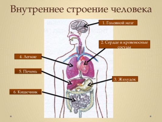 Структура органов человека в картинках