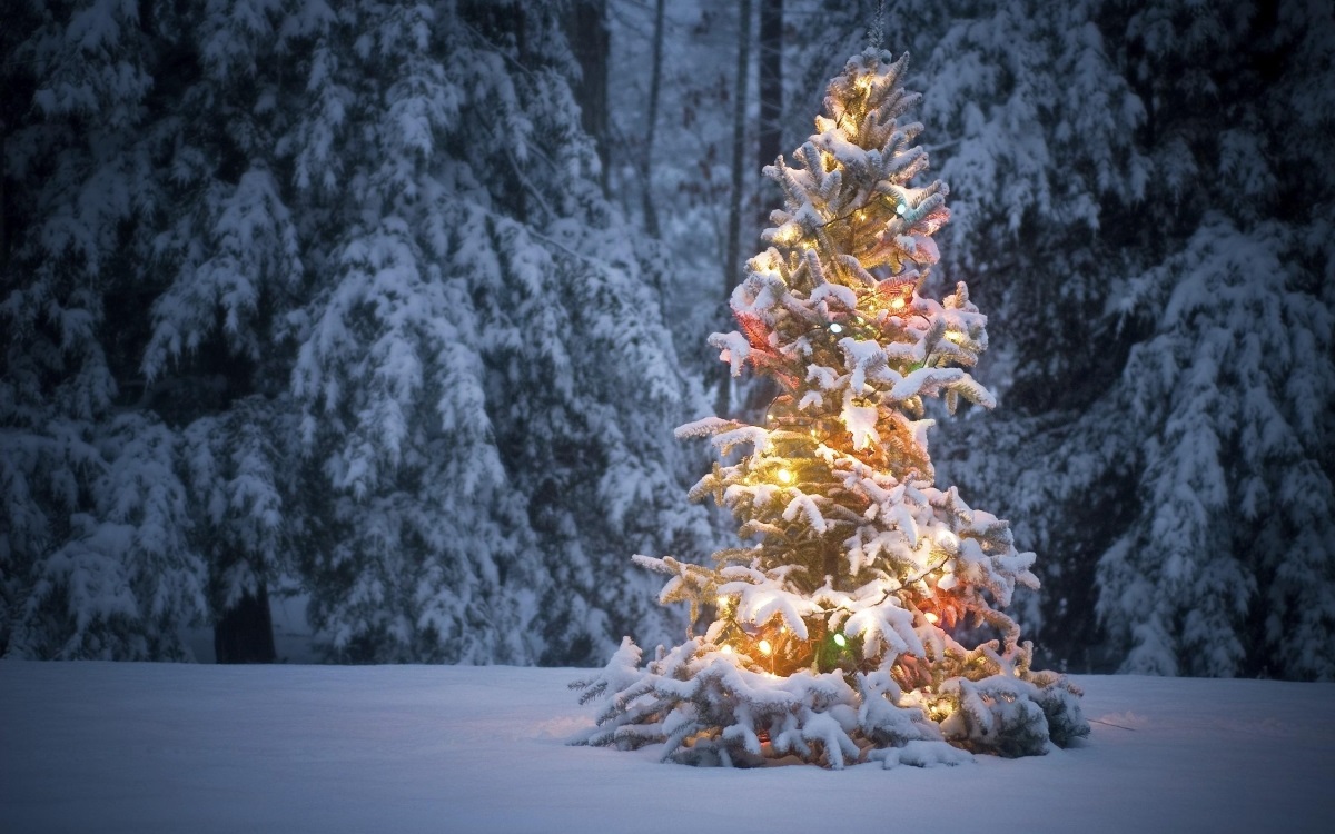 Самые красивые елки (100 фото) 🔥 BipBap.ru