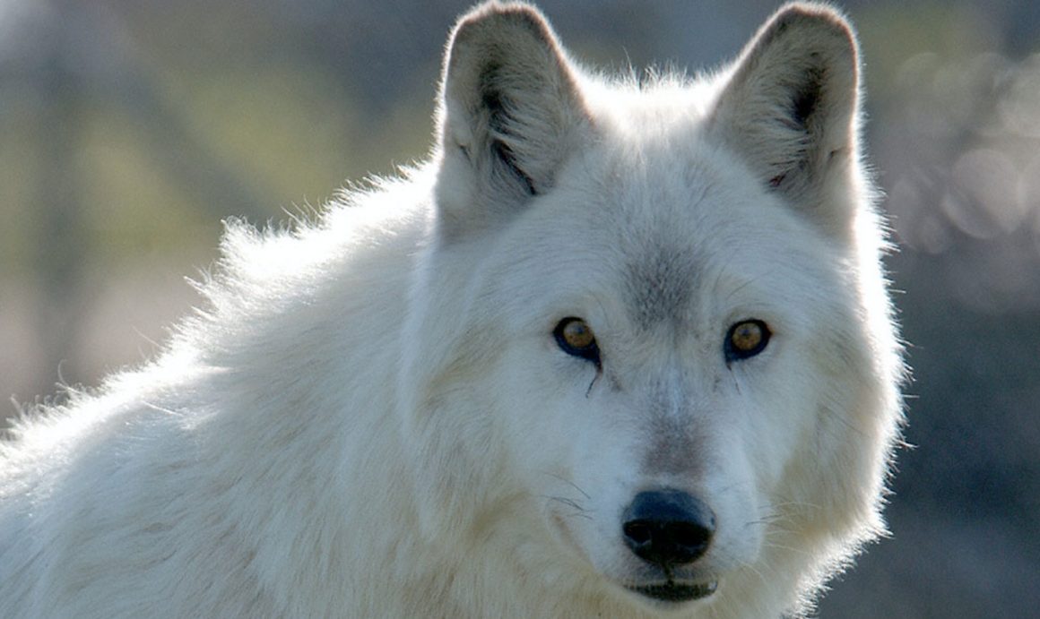 Белый волк с голубыми глазами фото