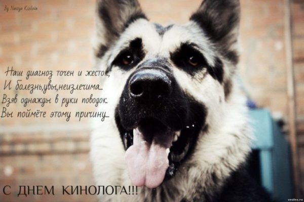 Поздравления с днем рождения кинологу (100 фото) 🔥 Прикольные картинки ...